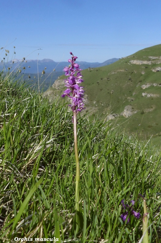 Monte Doro e Cima della Laghetta, le orchidee e i loro ambienti - luglio 2025.